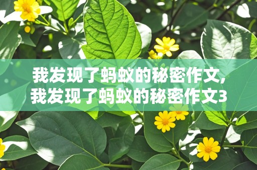 我发现了蚂蚁的秘密作文,我发现了蚂蚁的秘密作文300字