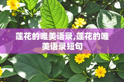 莲花的唯美语录,莲花的唯美语录短句