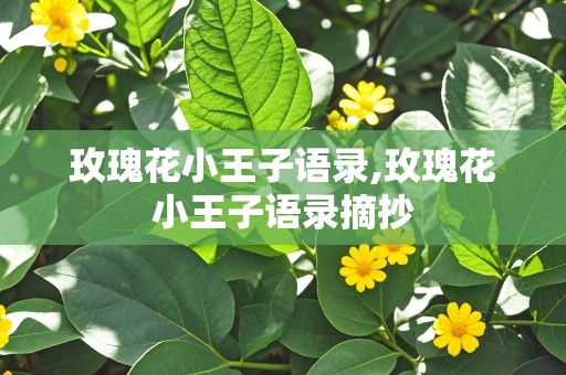 玫瑰花小王子语录,玫瑰花小王子语录摘抄