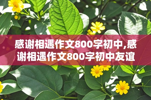 感谢相遇作文800字初中,感谢相遇作文800字初中友谊